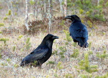Ravens - image gratuit #467403 