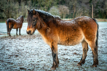 Ponies in Silverdale - 4 - Free image #467413