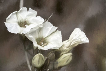 Desert Flower - Kostenloses image #467503