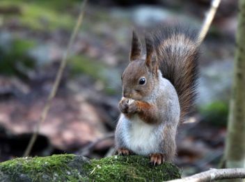Squirrel in deep forest - image gratuit #467873 