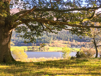 Cat Bell Woodland, Lake District, England - бесплатный image #468493