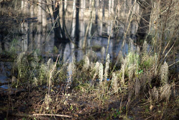 swamp. Best viewed large. - image gratuit #468623 