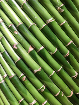 Lucky Bamboo, Thomson nursery, Singapore - image gratuit #468643 