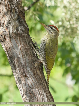 Scaly-bellied Woodpecker (Picus squamatus) - бесплатный image #468803