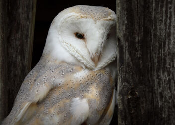 Barn Owl in a barn - image gratuit #468853 