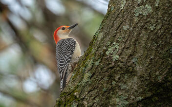 Male Red-Bellied Woodpecker - image gratuit #469193 
