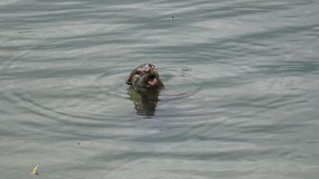 otter - бесплатный image #469253