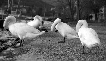 Swan lake. Best viewed large. - Free image #469323