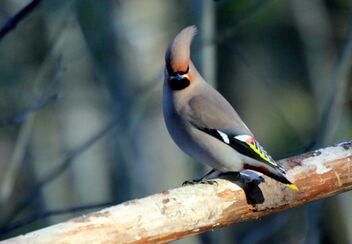 Waxwing - Free image #469403