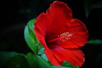 hibiscus - image #469523 gratis