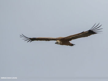 Griffon Vulture (Gyps fulvus) - image gratuit #469743 