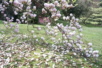 Garden scene-magnolia - image gratuit #469933 