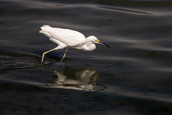 White egret, Paracas, Peru - бесплатный image #470223