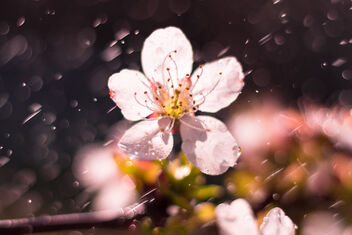 Cherry blossom in the spring rain - image gratuit #470263 