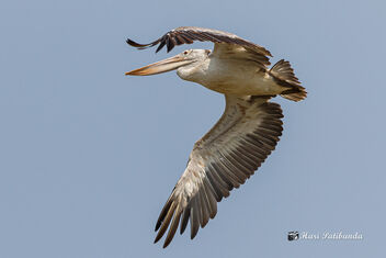 A Pelican disturbed by a Kite trying to scare the predator away - image #470613 gratis