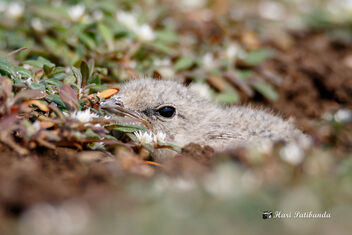 (4/5) A Small Pratincole chick hiding with its eyes closed. - image gratuit #470693 