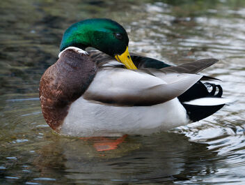 Duck! - Free image #470803