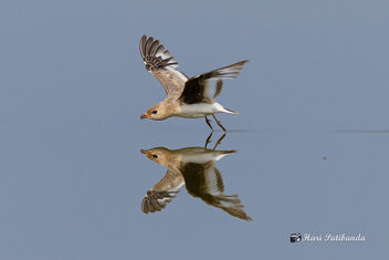 A Small Pratincole Skimming with feet touching the water - Free image #470823