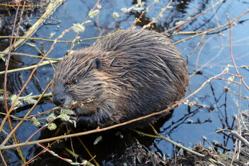 Beaver puppy in the evening - image gratuit #470873 