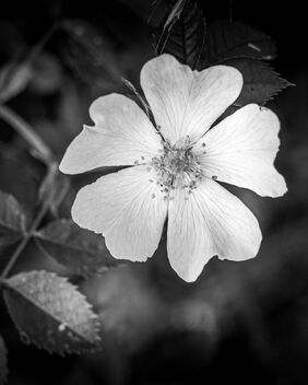 Fleur des champs / Wildflower - image gratuit #470913 