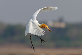 A Cattle Egret Landing in the water - image gratuit #470953 