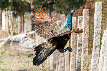 A Juvenile Peacock flying over a fence - бесплатный image #471143