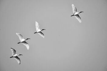 Tracking an Ibis flock - image gratuit #471243 