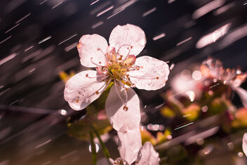 Cherry Rain - Kostenloses image #471253