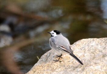 Wagtail on the stone - Free image #471273