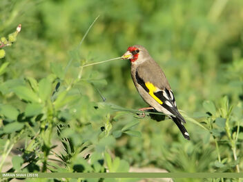 European Goldfinch (Carduelis carduelis) - image gratuit #471363 