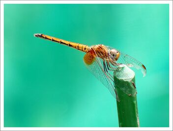 dragonfly - image gratuit #471443 