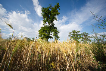Tree in the wheat field. Best viewed large - image #471503 gratis