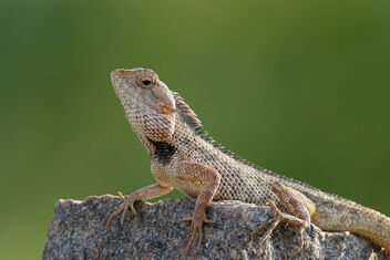 An Oriental Garden Lizard on a fence pillar - бесплатный image #471583