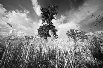 Wheat field. Best viewed large. - бесплатный image #471653