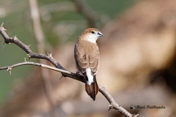 A Playful Silverbill Finch - Kostenloses image #472053
