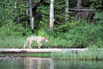 Tha wolf on the deadwood. - Free image #472093