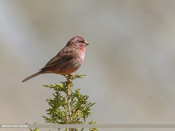 Red-Mantled Rosefinch (Carpodacus rhodochlamys) - image #472113 gratis