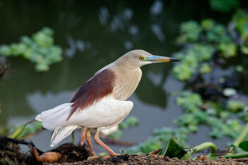 A Pond Heron - to fly or not to! - image gratuit #472143 