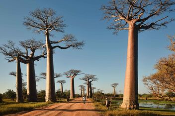 Baobabs, Madagascar - бесплатный image #472403