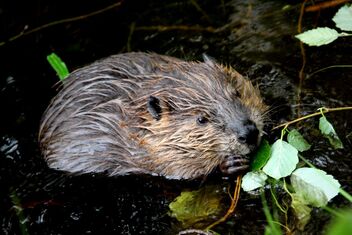 Young beaver in wilderness - image #472483 gratis
