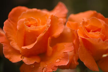 In the garden. Rose, best viewed large. - бесплатный image #472513
