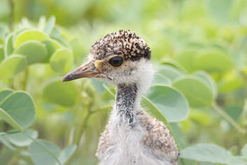 A few days old Red Wattled Lapwing Chick - Confused - Free image #472543