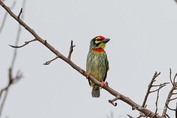 A Coppersmith Barbet - Bored Maybe? - image #472773 gratis