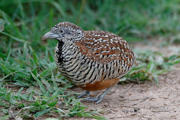 A Barred Buttonquail looking for insects / food - бесплатный image #472813