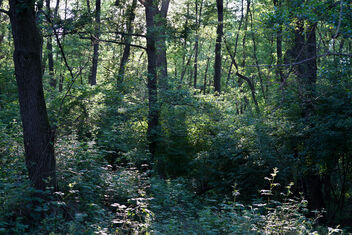 Forest impression. Better viewed large. - бесплатный image #472903