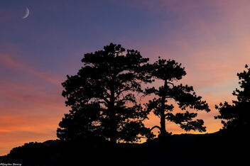 Ponderosa Pine Silhouette - image gratuit #472943 