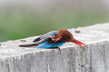 A White Throated Kingfisher scratching its head - Free image #472993