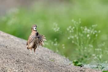 A Rain Quail in Action - Calling for its mate - image #473043 gratis