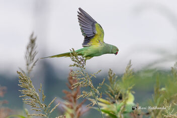 (8/8) - But the Parakeets were disturbed by a Raptor in the sky - Free image #473083