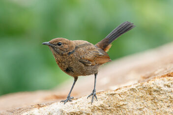 An Indian Robin Female on a Rock - image gratuit #473553 